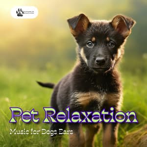 Pet Relaxation, Music for Dogs Ears - PAWsome
