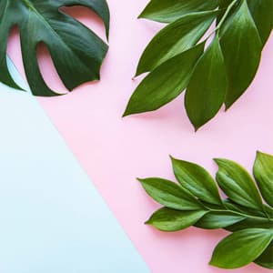 Music for Peak Summer - Jazz Bossanova Playlist