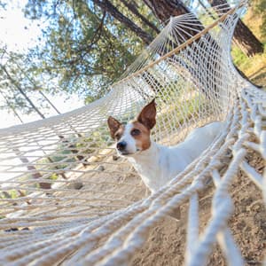 Piano Rainy Piano Harmony for Dog's Tranquility - Classical Piano Channel