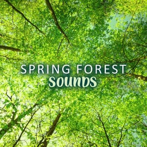 Spring Forest Sounds - Scoty Hukbey
