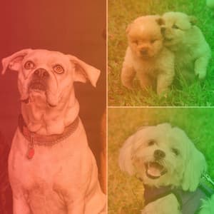 Fabulous Latin Trumpet - Background for Self Care for Dogs - Music for Dogs Radio