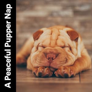 A Peaceful Pupper Nap - Calming for Dogs