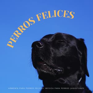 Armonía Para Perros Felices: Música Para Perros Juguetones - Música Tranquila