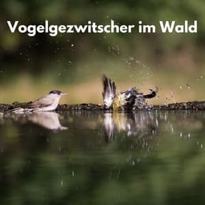 Vogelgezwitscher im Wald - Waldgeräusche