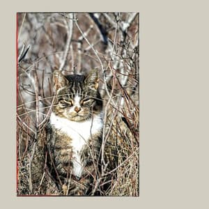 Feelings for Peaceful Times with Cat - Relaxing Music for Cats