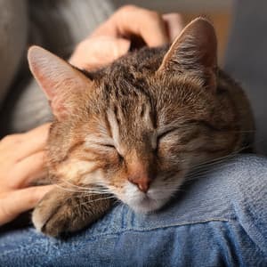 Melodías Tranquilas Para Gatos: Sonidos Suaves Para Gatos - Ecos de la Tierra