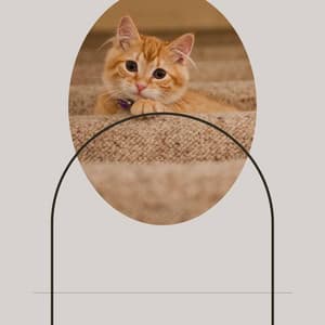 Cute - Cute Cats - Calm Cat Music