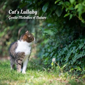 Cat's Lullaby: Gentle Melodies of Nature - The Nature Soundscapes