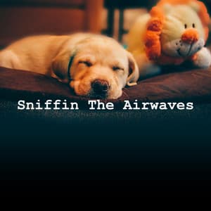 Sniffin The Airwaves - Music For Dog Relaxation