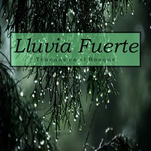 Lluvia Fuerte y Truenos en el Bosque - Sonidos Relajantes de la Naturaleza by Beneluxa