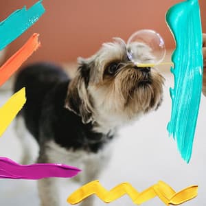 Exciting Bgm for Behaving Puppies - Music for Dogs Radio