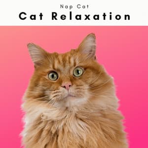 A Nap Cat - Cat Relaxation