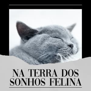 Na Terra Dos Sonhos Felina - Musica para Gatos