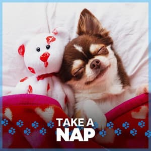 Take a Nap - Calm Dog Music