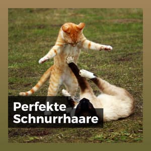 Perfekte Schnurrhaare - Katzenmusik