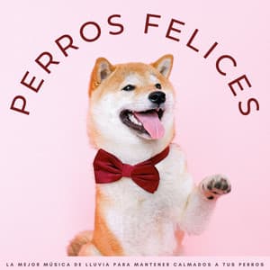 Perros Felices: La Mejor Música De Lluvia Para Mantener Calmados A Tus Perros - Musica Relajante para Perros Momentos