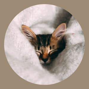 Simple Ambiance for Peaceful Times with Cat - Cat Music Therapy