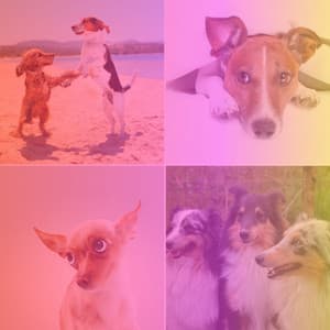 Backdrop for Sad Puppies - Dogs at Home