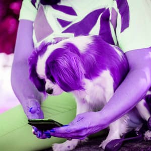 Incredible Bossa Guitars - Bgm for Eager Hounds - Dog Anxiety Music