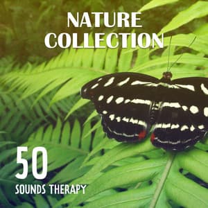 Nature Collection – 50 Sounds Therapy: Relaxation, Magical Journey Across the Oceans & Forests, Rain Hum, Waves Vibration - Nature Collection