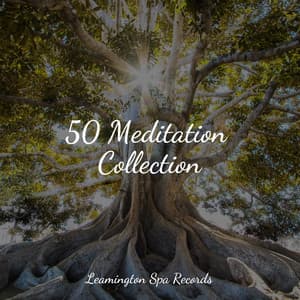 50 Meditation Collection - Relaxing Nature Ambience