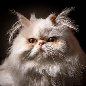 Música Tranquila Para Gatos Para Entornos Serenos - Barba de calma