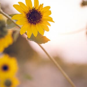 Silenciar el ruido fresco - Sonidos de la Naturaleza Ruido Blanco Para Bebes