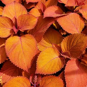 4 Seasons: Colors - Baltic Nature Sounds