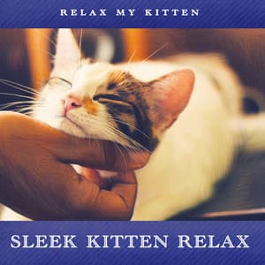 Sleek Kitten Relax - Relax My Kitten