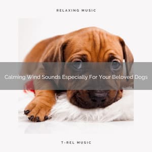 Calming Wind Sounds Especially For Your Beloved Dogs - Dog Relax