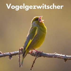 Beruhigendes Vogelgezwitscher - Berlin Rain