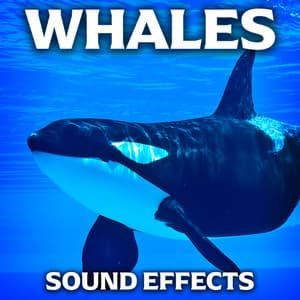 Whales Sound Effects - Sound Ideas