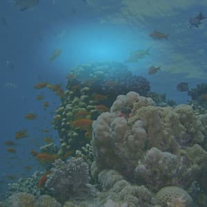 Sleep by the Sea: ASMR Oceanic Tingles for Deep Rest - Nature Sleep