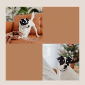 Ambiance for Calmed Puppies - Music for Dogs Radio