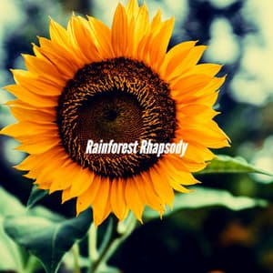 Rainforest Rhapsody - Dinner Jazz Playlist