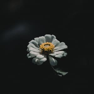 1 Hour of Evening Fountain Recordings - Ambient Forest