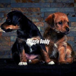 Snuggle Buddy - Dog Music Waves