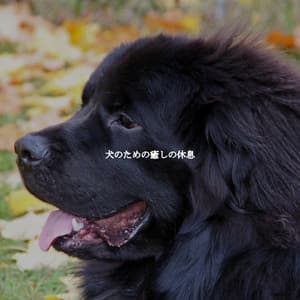 犬のための癒しの休息 - Jazz Office