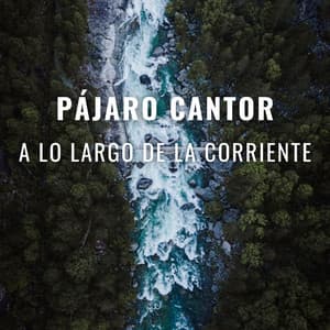 Pájaro Cantor A Lo Largo De La Corriente - Flujo de agua definitivo