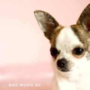 Comfort Music For Dogs - Dog Music DJ