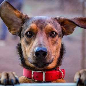 Nap Time Tunes: Calming Music for Sleeping Dogs - Dawn River