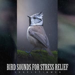 Bird Sounds for Stress Relief - Vogelstimmen