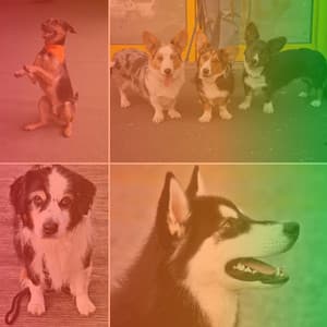 Music for Doggy Rest Time - No Drums Jazz - Pets Relax