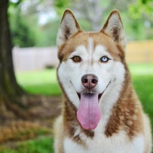 Dogvid Dogwie - Soothing Dog Sounds