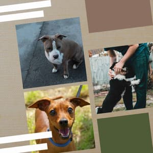 Music for Lonely Dog - Smooth Jazz - Dog Sleep Dreams