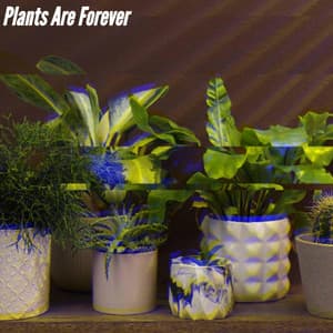 Plants Are Forever - Coffeehouse Jazz