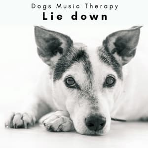 4 D: Lie down - Dogs Music Therapy
