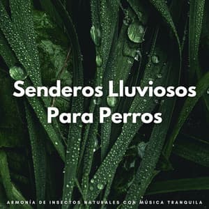 Senderos Lluviosos Para Perros: Armonía De Insectos Naturales Con Música Tranquila - Colmena de Lluvia