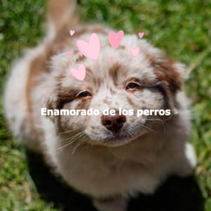 Enamorado de los perros - Soft Jazz Cafe