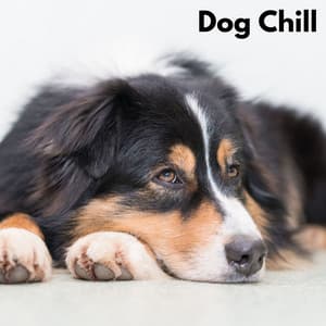 Dog Chill - Sleepy Dog